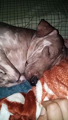 Fifi,  My Peruvian Inca Orchid Baby Girl