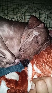 Fifi, My Peruvian Inca Orchid Baby Girl