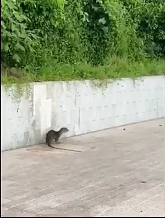 Animal friendliness