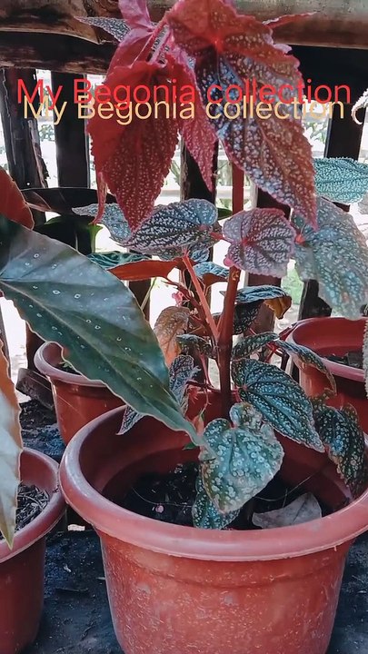 My Begonia plants