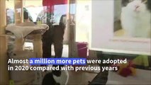 Furry friends help Germans ease pandemic blues as pet adoptions boom
