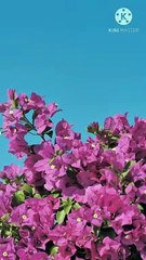 mujahid ka sawab kis aurat ke liye