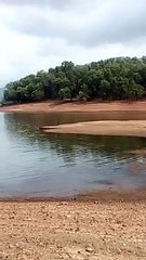 beautyful forest mountain