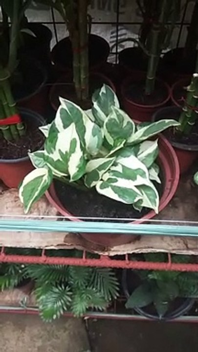 plantita