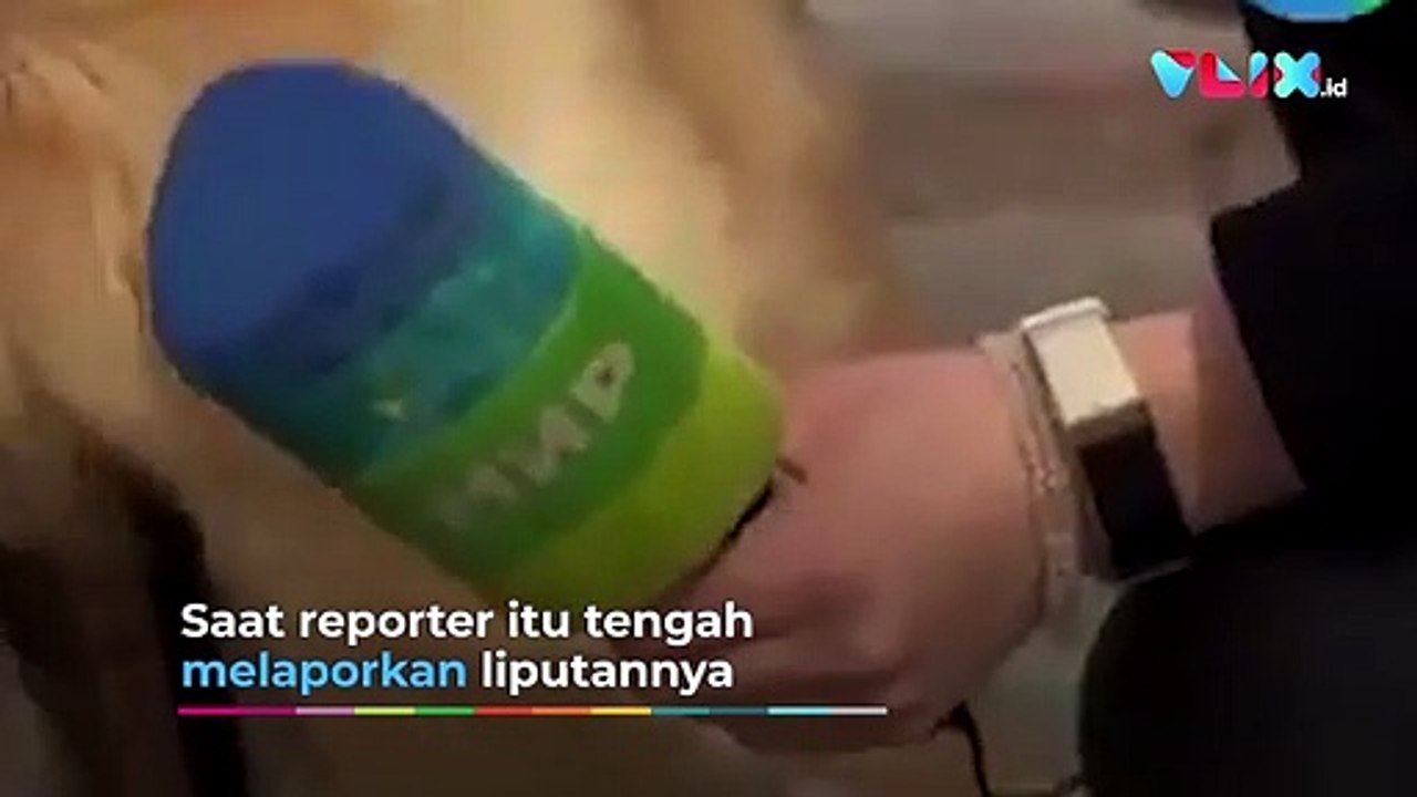 Momen Lucu Seekor Anjing Ambil Mic Reporter saat Live di TV