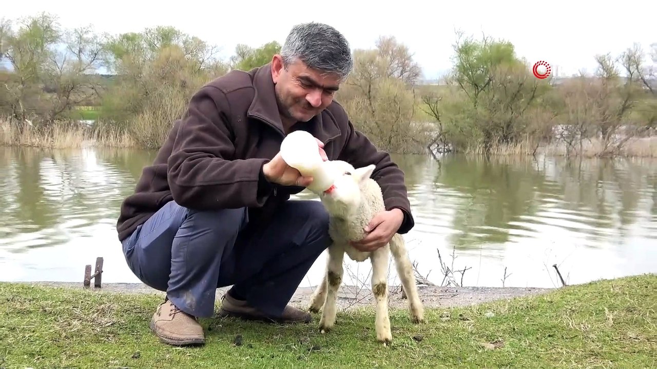 İmam ile kuzunun sevimli dostluğu