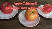 Apple Cultivars II Evercrisp Pinata & Pink Lady