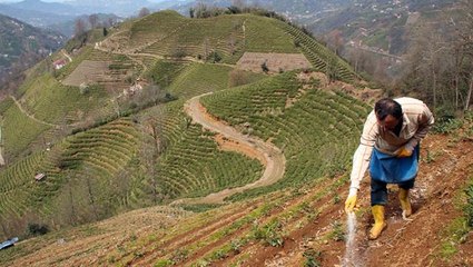 Download Video: Doğu Karadeniz'de çay üreticileri kısıtlamadan muaf tutuldu