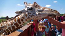 Memorial for April the Giraffe at Animal Adventure Park