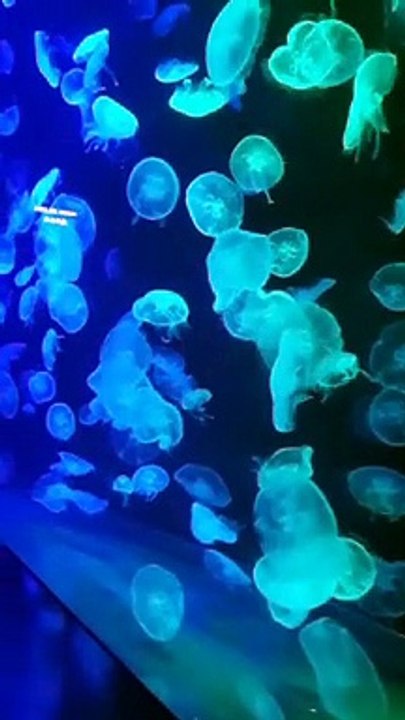 SEA AQUARIUM