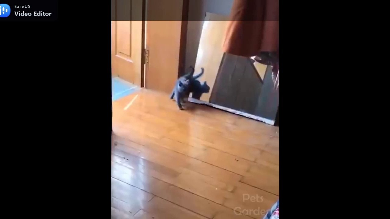 Cute And Funny Pets #2   (Try Not To Laugh To These Pets Compilation)