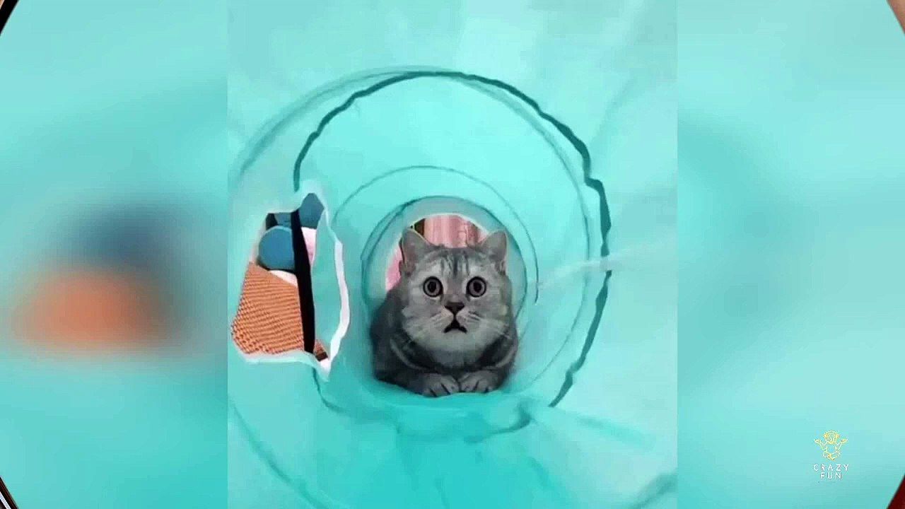 Predator in the pipe_ _ How a car climbed a mountain_