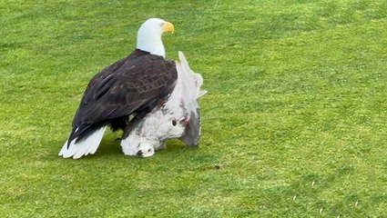 Avını takip eden kartal, yakaladığı martıyı sahanın ortasında böyle parçaladı