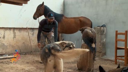 جزائري يكرس حياته لرعاية الحيوانات