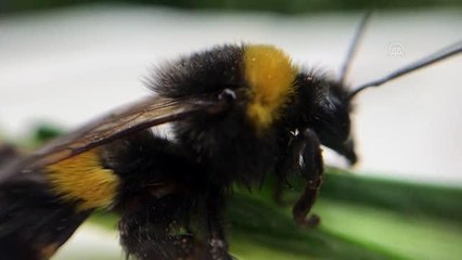 Seraların doğal işçileri "bombus arıları" ile hormonsuz ürünler yetiştiriliyor