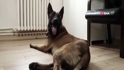 Mardin’de '4 Nisan Sokak Hayvanlarını Koruma Günü farkındalık dolu olsun' sloganıyla kısa film çekildi