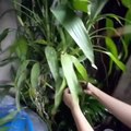 How To Put In Vase Lucky Bamboo Plant/ For Indoor Plant Display/ Lhiz Vlogs