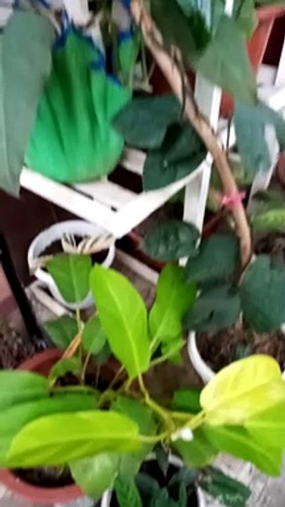 my garden