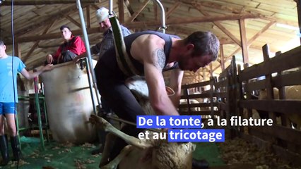 La tonte des brebis alimente l'économie locale dans les Cévennes