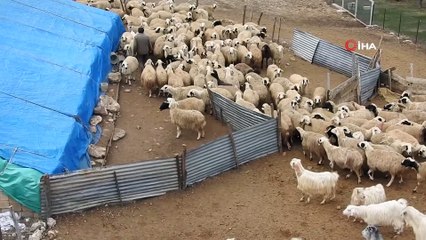 Süt Kuzuları Günde 2 Defa Anneleriyle Buluşturuluyor