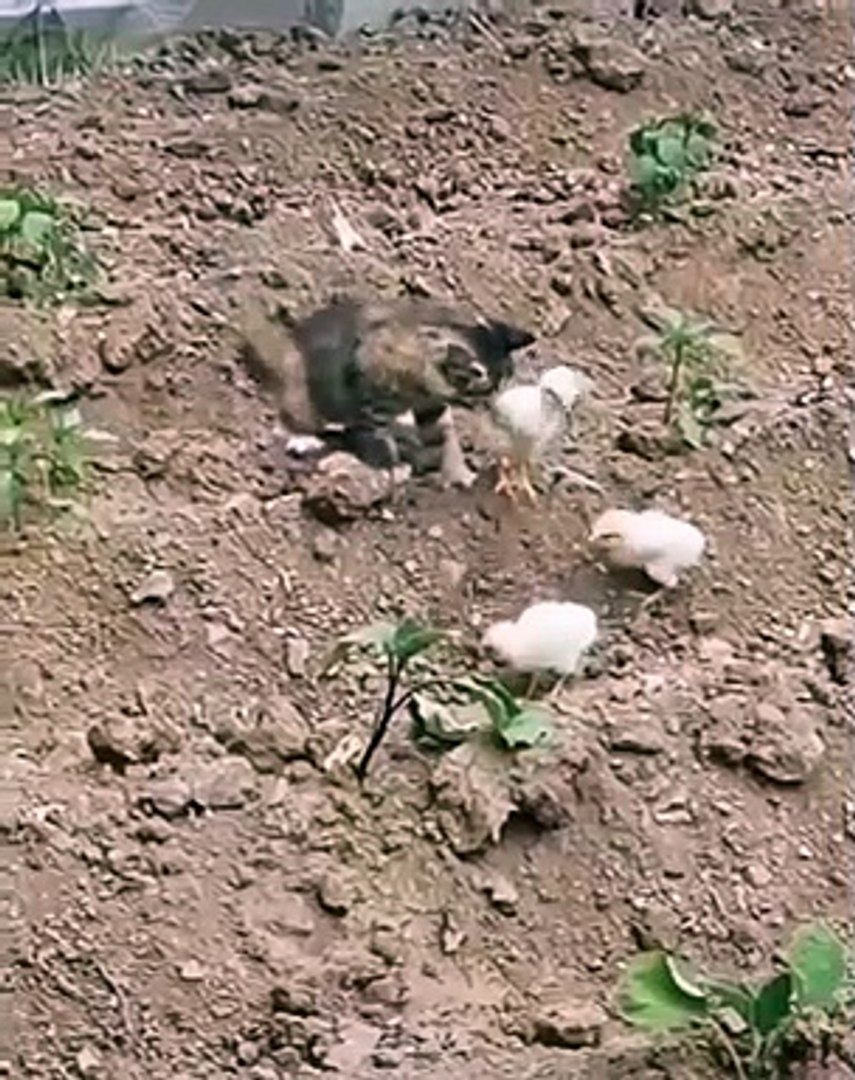 Best videos, Top videos, Viral videos Funny videos no. 24