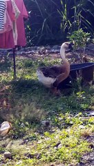 This guy looks too kind to be called ferocious but he is!