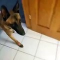Unbelievable! Belgian Shepherd Dog pees in the toilet and flushes up!