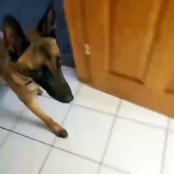 Unbelievable! Belgian Shepherd Dog pees in the toilet and flushes up!