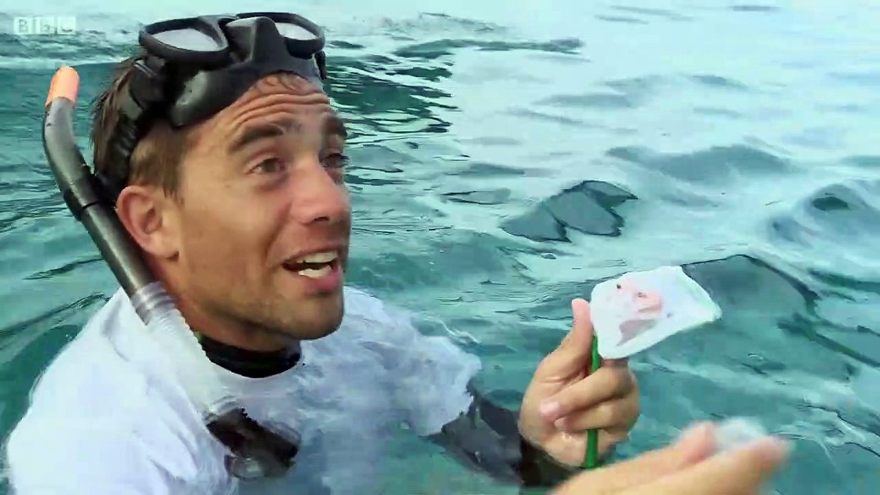 Sharks episode 3