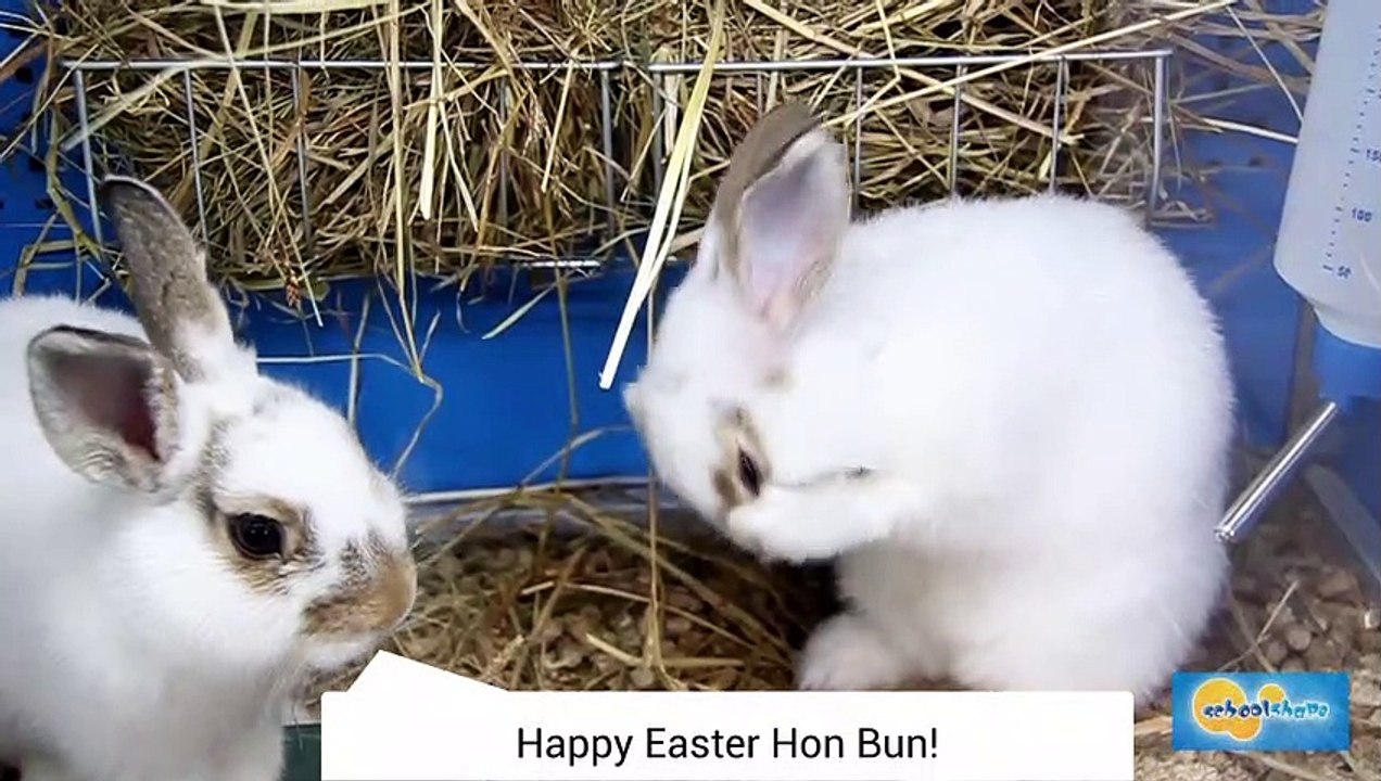 Easter Bunnies