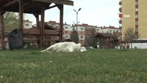 Dünya Sokak Hayvanları Günü'nde meydanlar sokak hayvanlarına kaldı