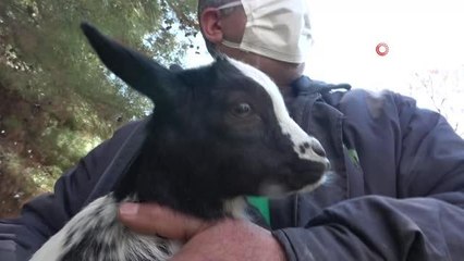 Gaziantep Hayvanat Bahçesinin yeni sakinleri tanıtıldı