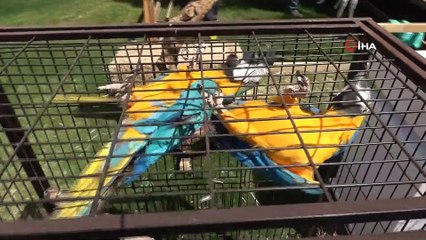 Gaziantep Hayvanat Bahçesinin yeni sakinleri tanıtıldı