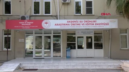 AYNI SUDA HEM BALIK HEM DE SEBZE ÜRETİLİYOR