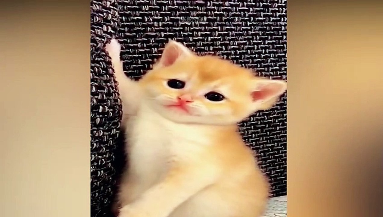 Super Cute CAT's Around the World