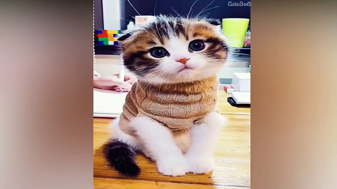 Very Cute Kitten Breeds
