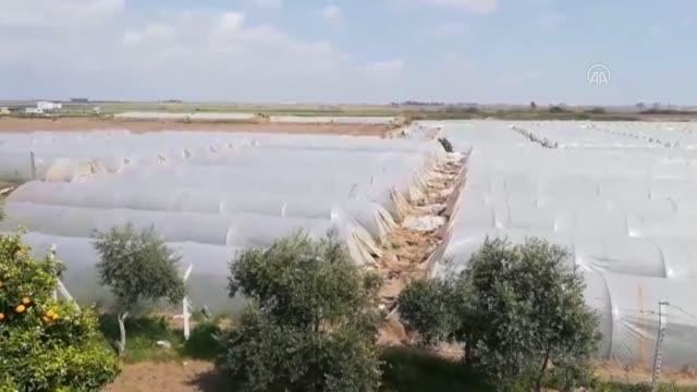 Hasadına başlanan örtü altı kavunun kilogramı 10 liradan alıcı buluyor
