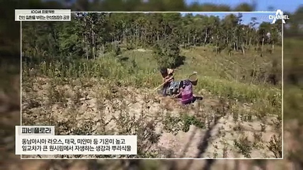 몸속 염증 배출을 위한 특별한 솔루션~＊ 생강과 닮은 이것! '파비플로라' 란?