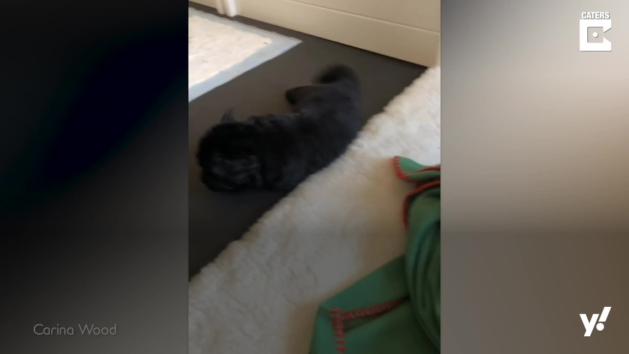 Einfach goldig: Riesige Welpen-Party im Garten