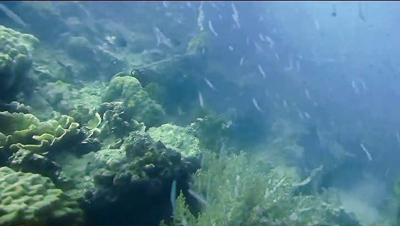 Sea world | Nature with music#17