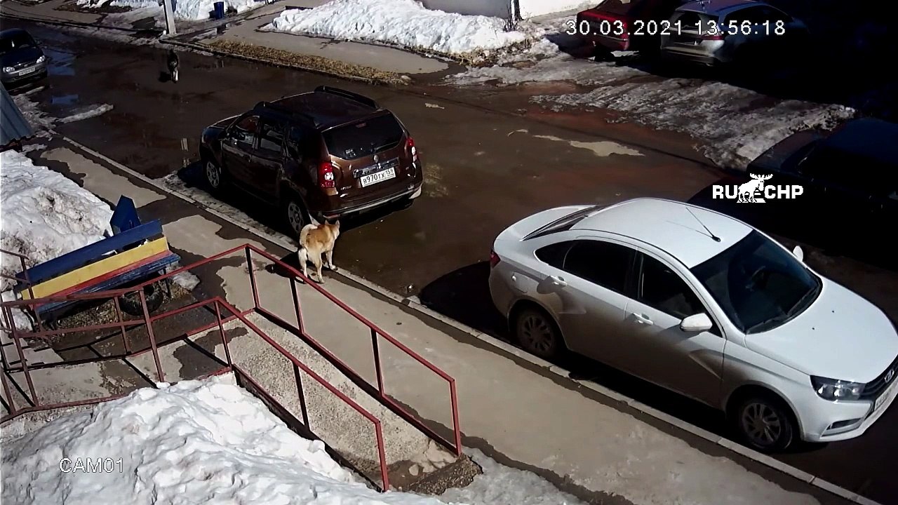 Un chat se retrouve face à 6 chiens errants et leur montre qui est le boss