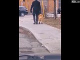 Il promène son chien handicapé et c'est tellement émouvant