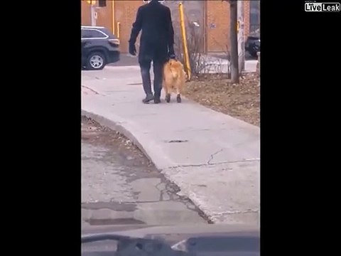 Il promène son chien handicapé et c'est tellement émouvant