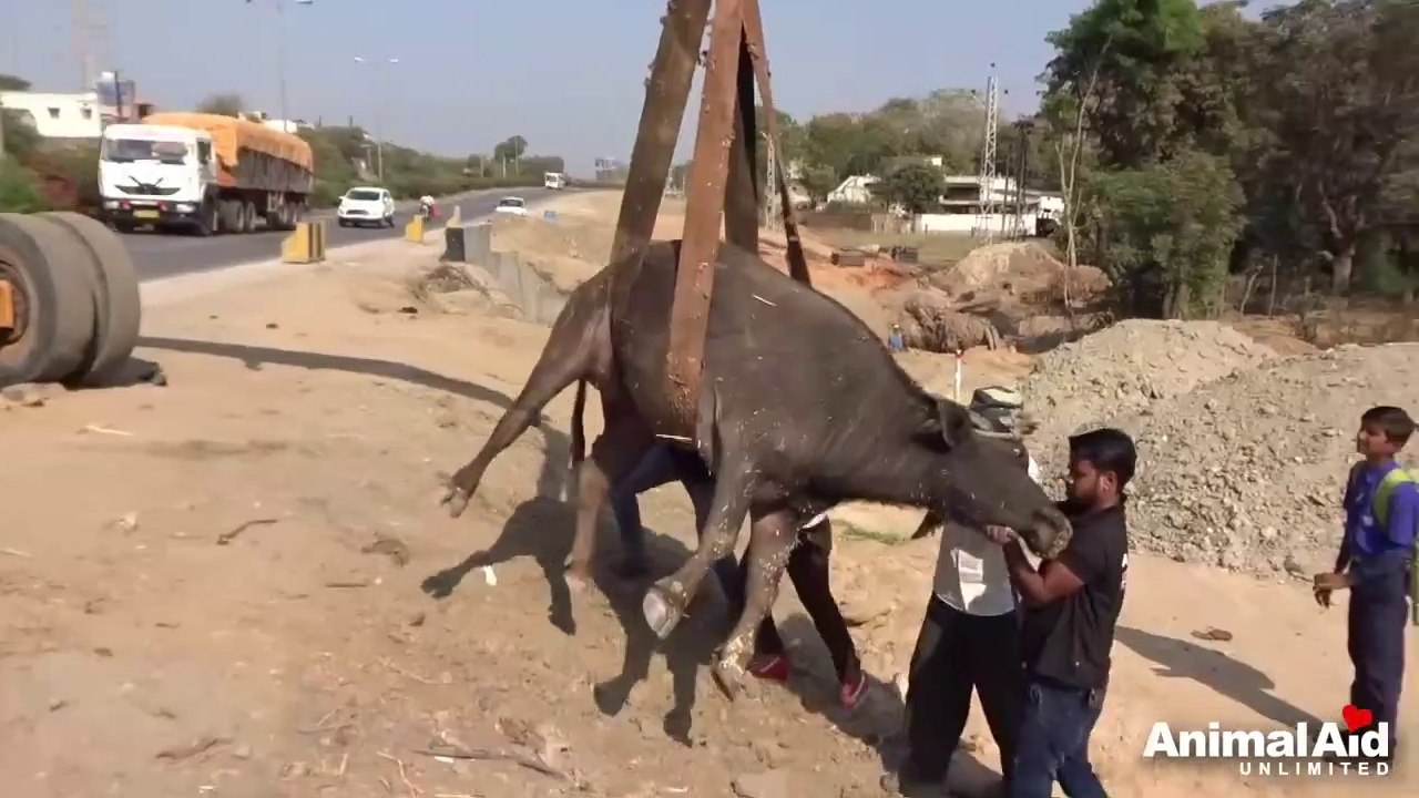 Buffalo with horrific injuries and not able to stand, safe in permanent sanctuary.