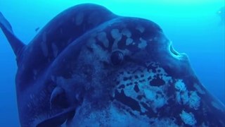 Divers dwarfed by an enormous sunfish