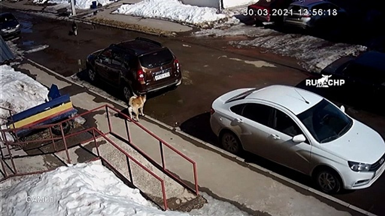 Chat vs Chiens errants