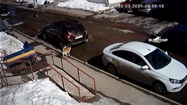 Chat vs Chiens errants