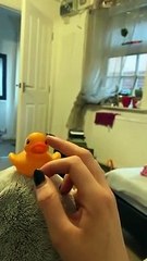 Une perruche jalouse