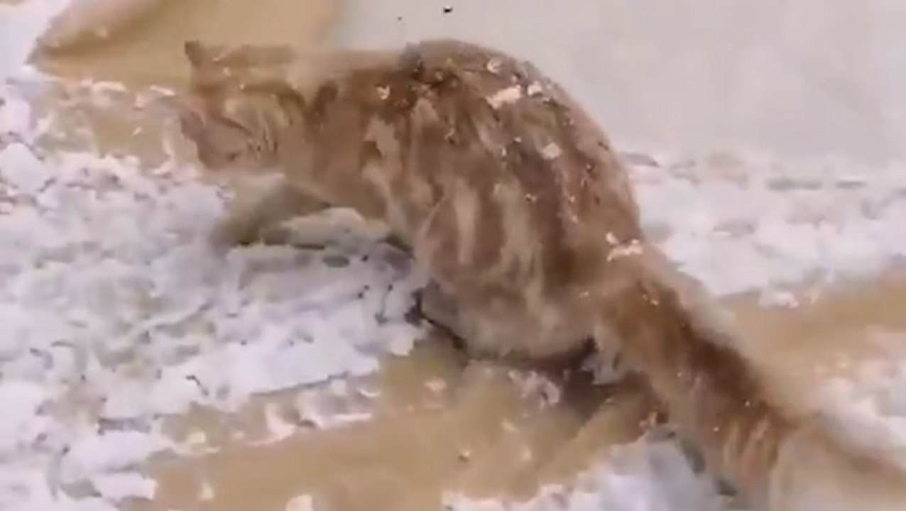 Springtime snow falls across Alberta