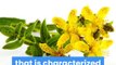 what-is-st-johns-wort-and-how-does-it-help-treat-depression